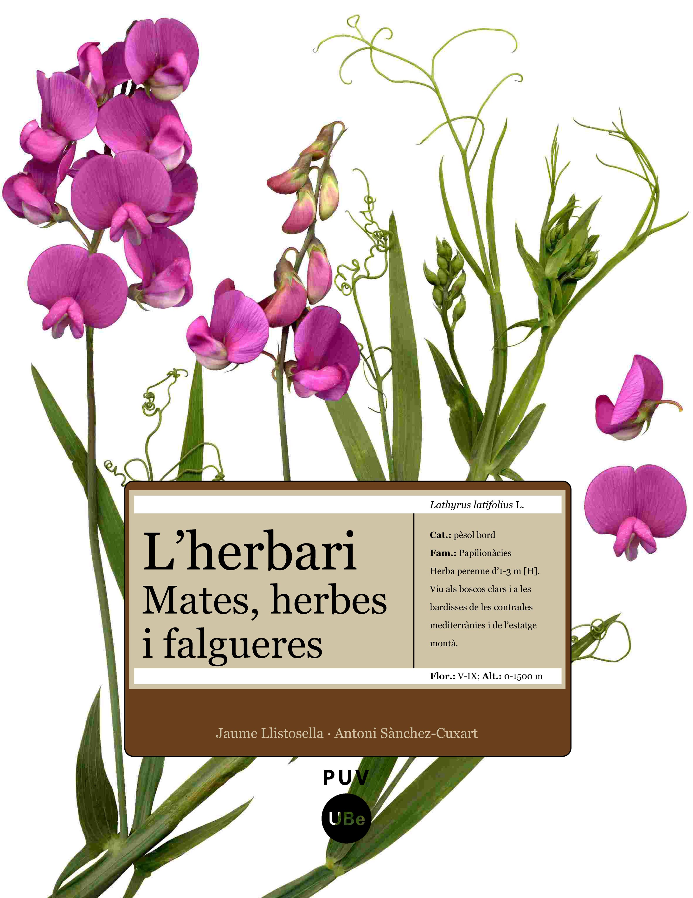 L'herbari: mates, herbes i falgueres