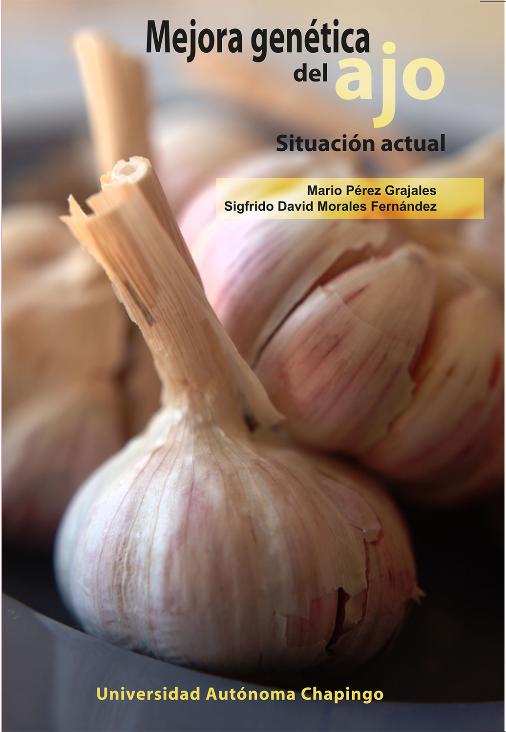 Mejora genética del ajo