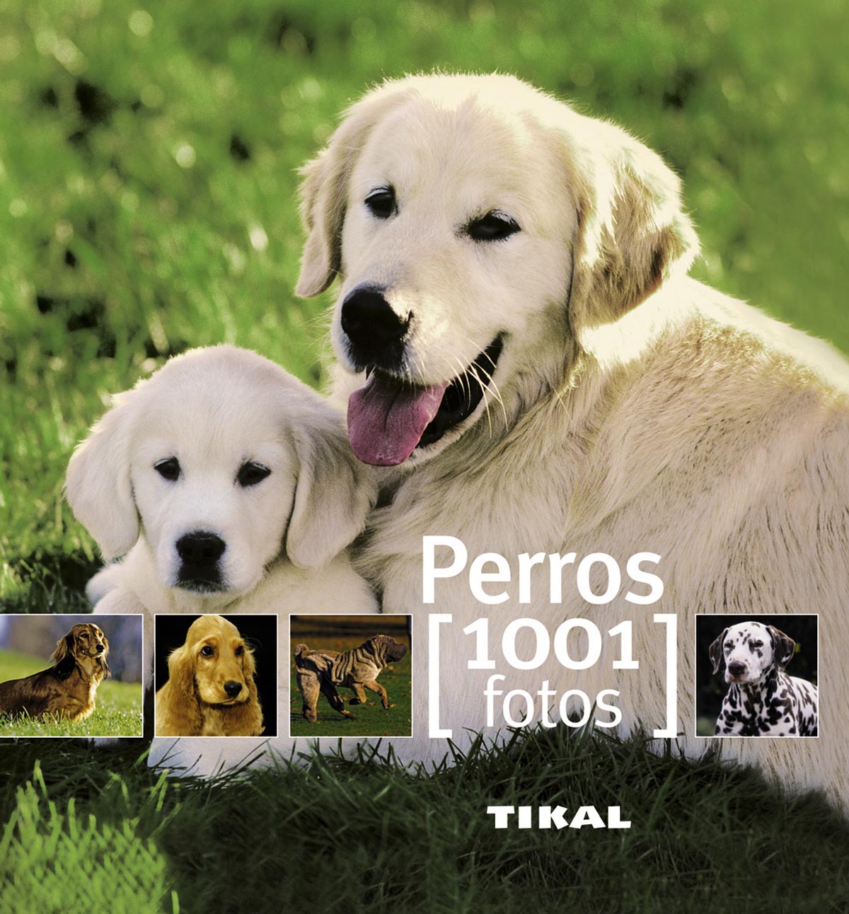 Perros