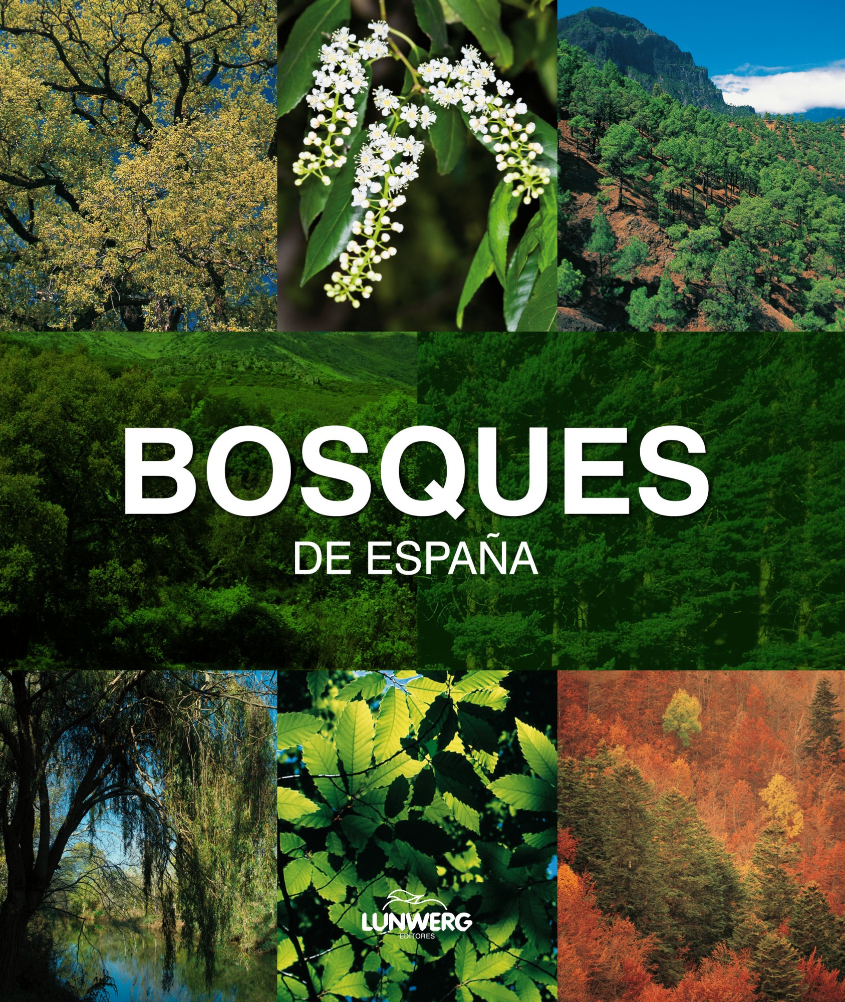 Bosques de España. Lunwerg Medium