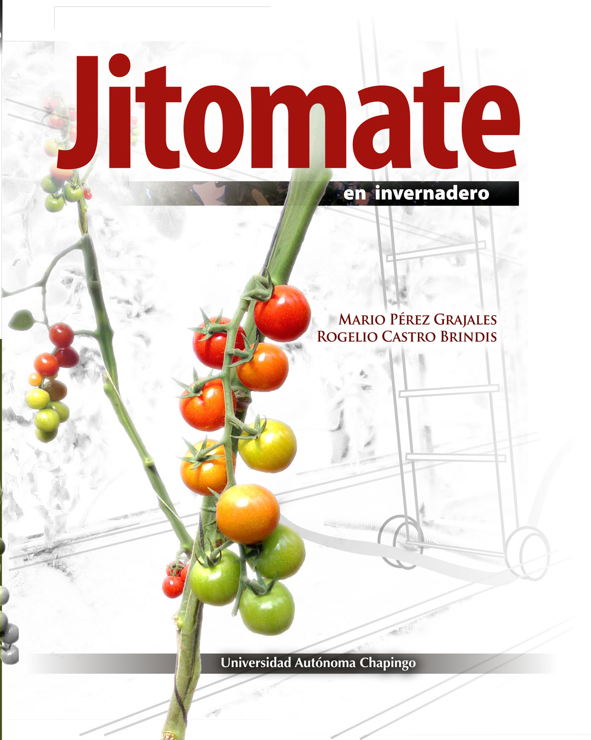 Jitomate en invernadero