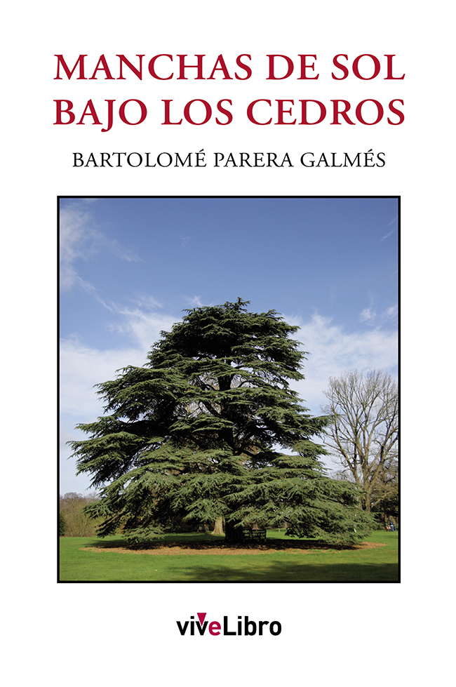 Manchas de sol bajo los cedros