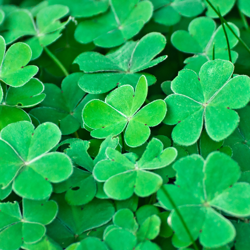 Irlandeses