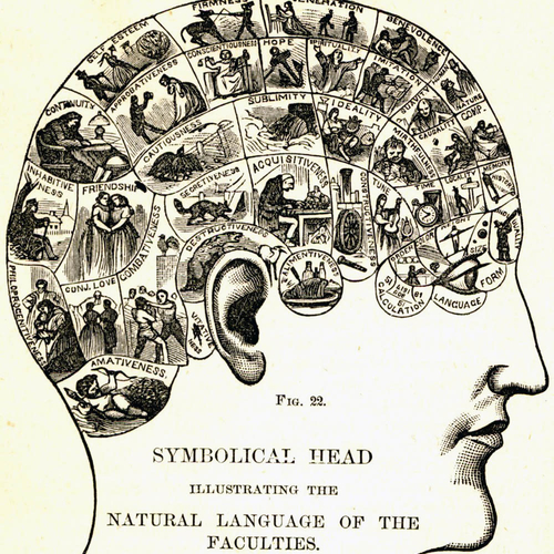 Cerebro joven
