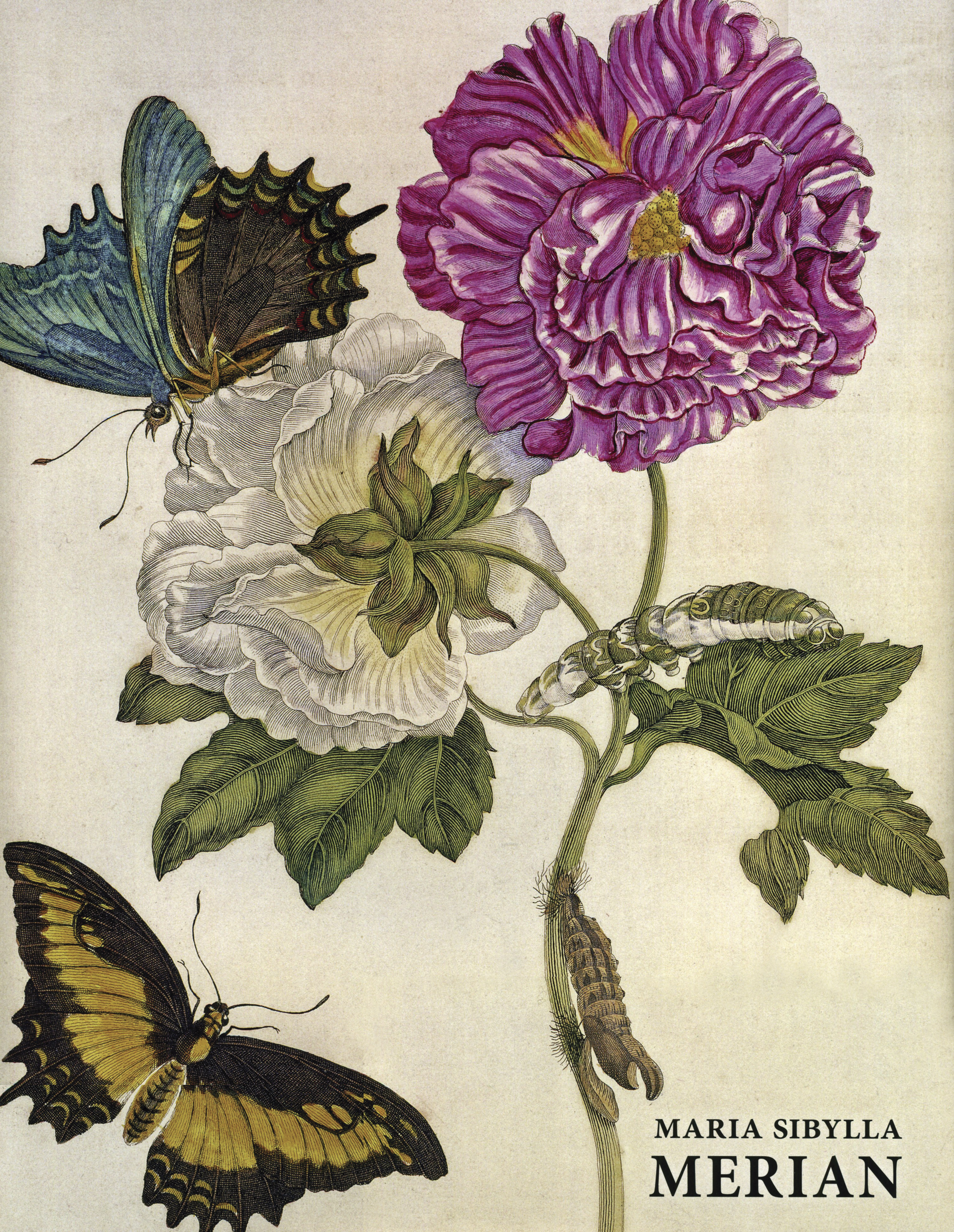 Folio: Maria Sibylla Merian