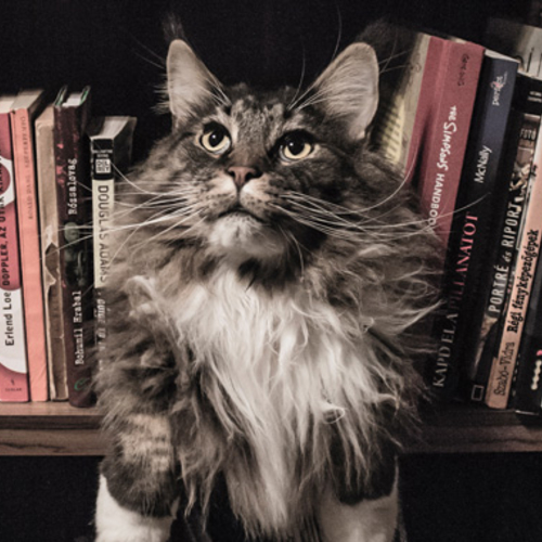 Los gatos invaden las bibliotecas