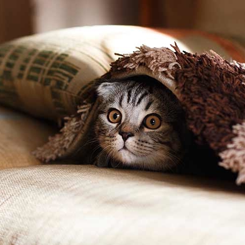 Los libros definitivos para entender por fin a tu gato