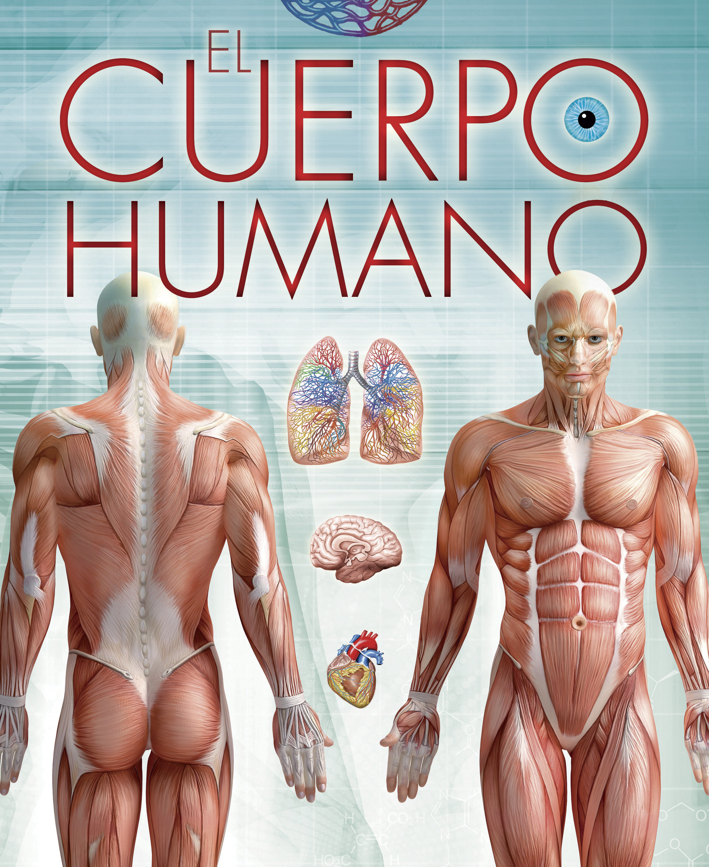 El Cuerpo Humano