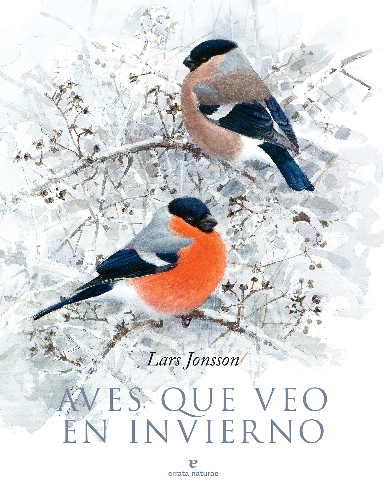 Aves que veo en invierno