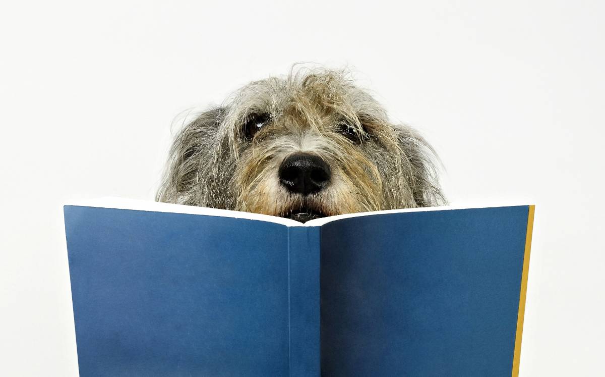 Libros bestiales: cuando los animales toman la palabra