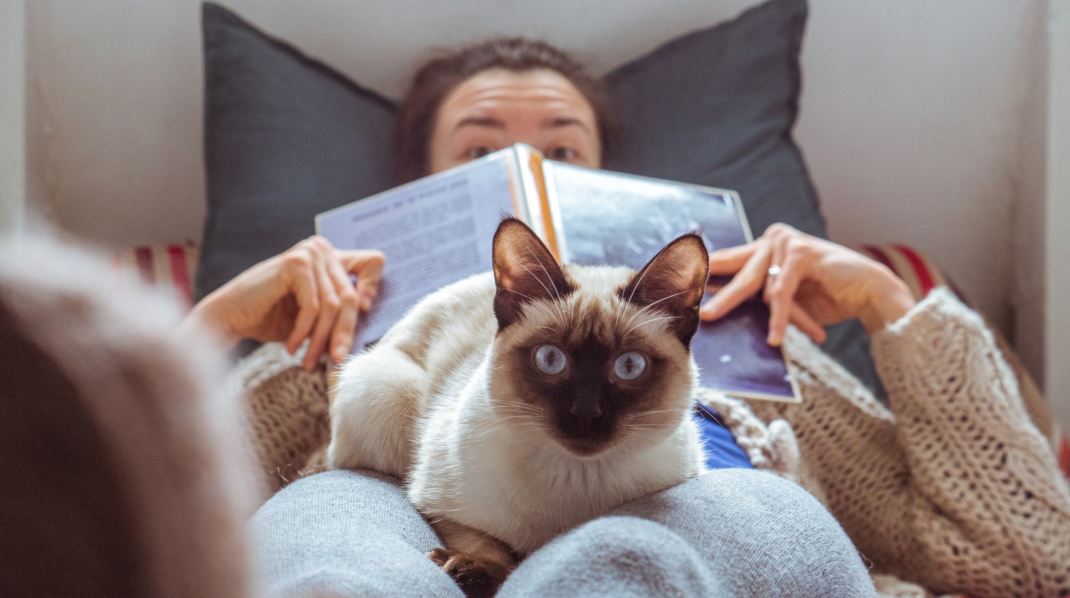 Libros para reafirmar tu amor por los gatos