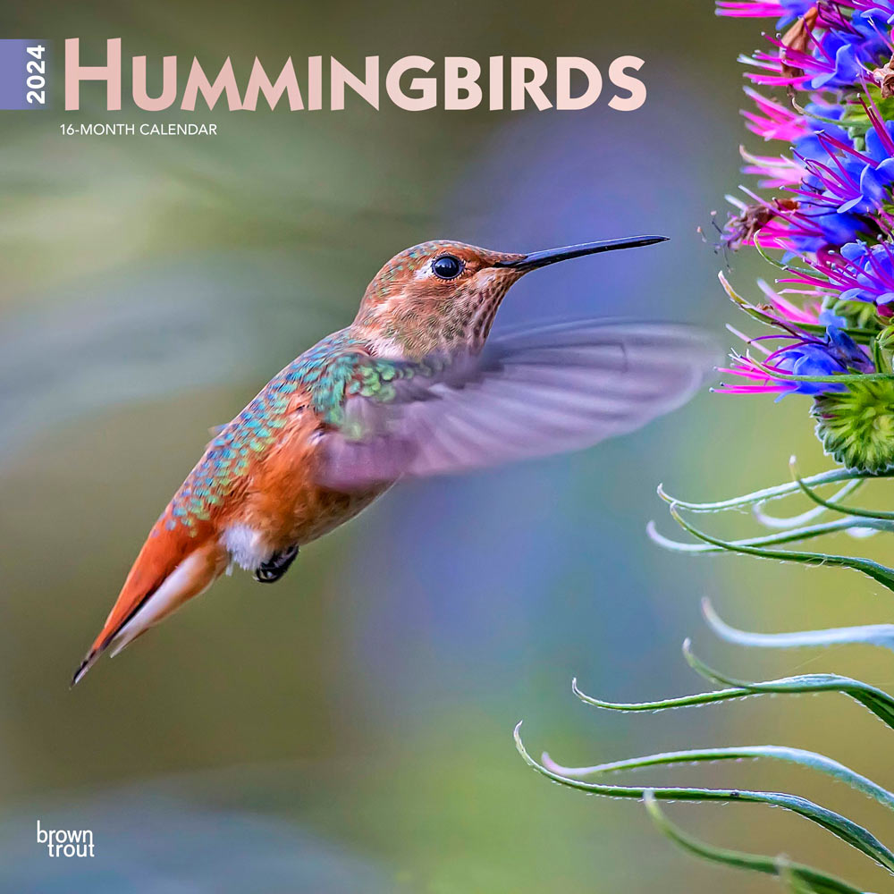 Calendario de pared: Hummingbirds 2024 SQUARE FOIL - BROWNTROUT