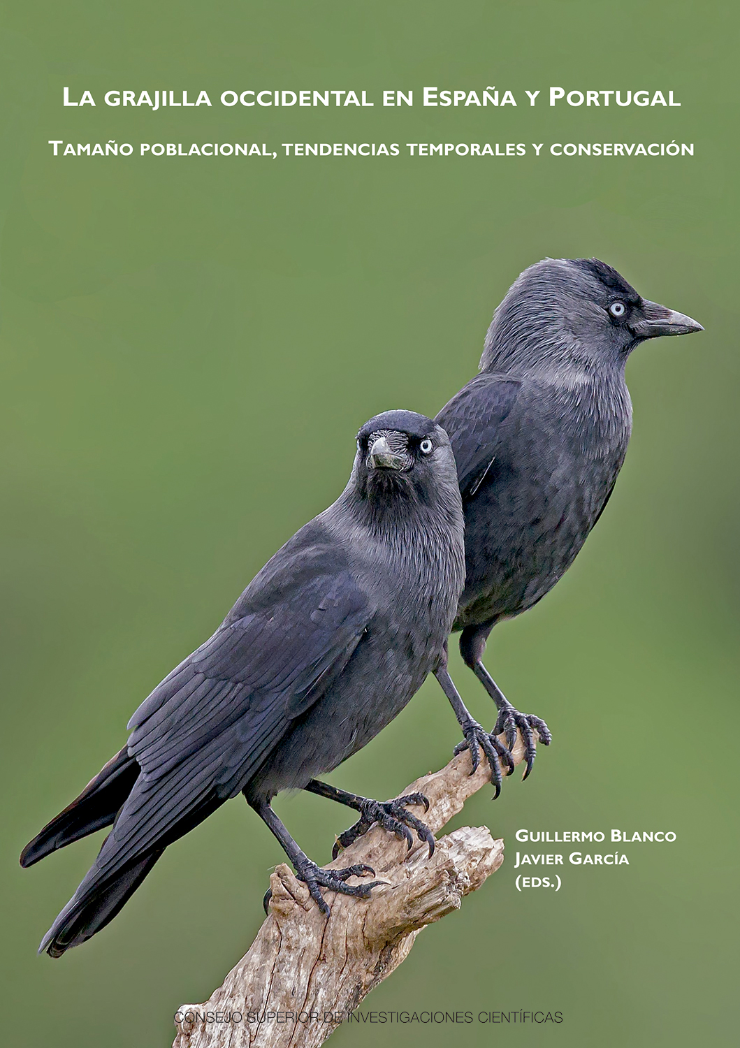 La grajilla occidental en España y Portugal : tamaño poblacional, tendencias temporales y conservación