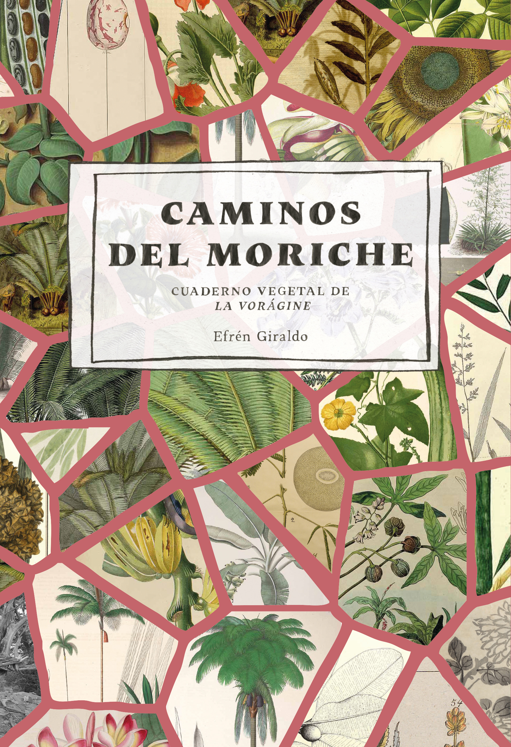 Caminos del moriche
