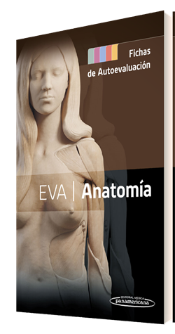 EVA | Anatomía. Fichas de autoevaluación