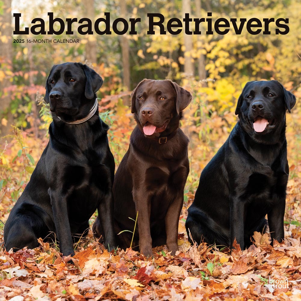 Square Wall 12X12 Labrador Retrievers 2025 Square