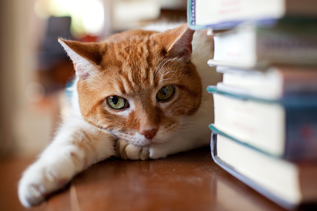 Libros que celebran a los incomparables gatos