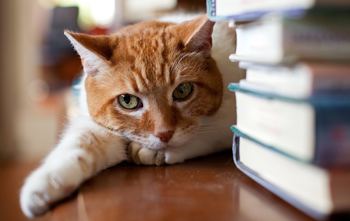 Libros que celebran a los incomparables gatos. Foto: Tudor Costache, Getty