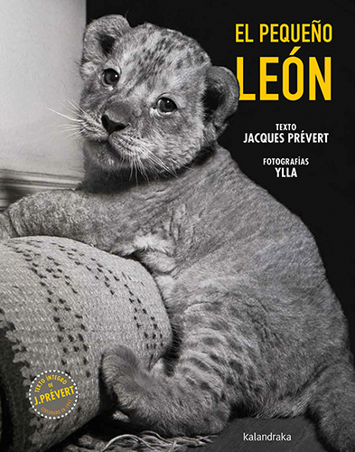 El pequeño león