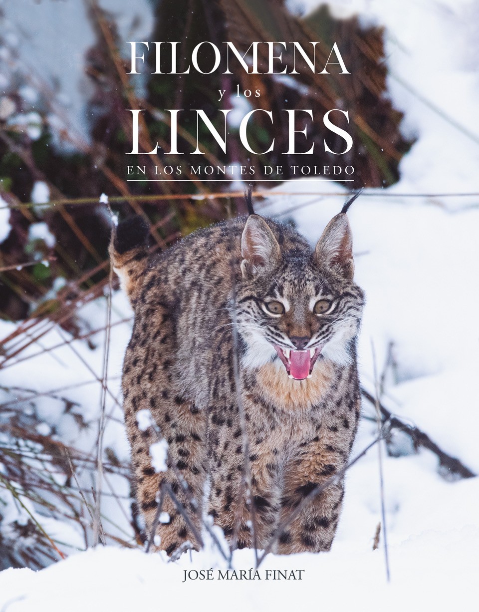 Filomena y los linces en los Montes de Toledo.